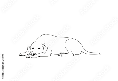 Sketch of a resting dog lying on the ground  