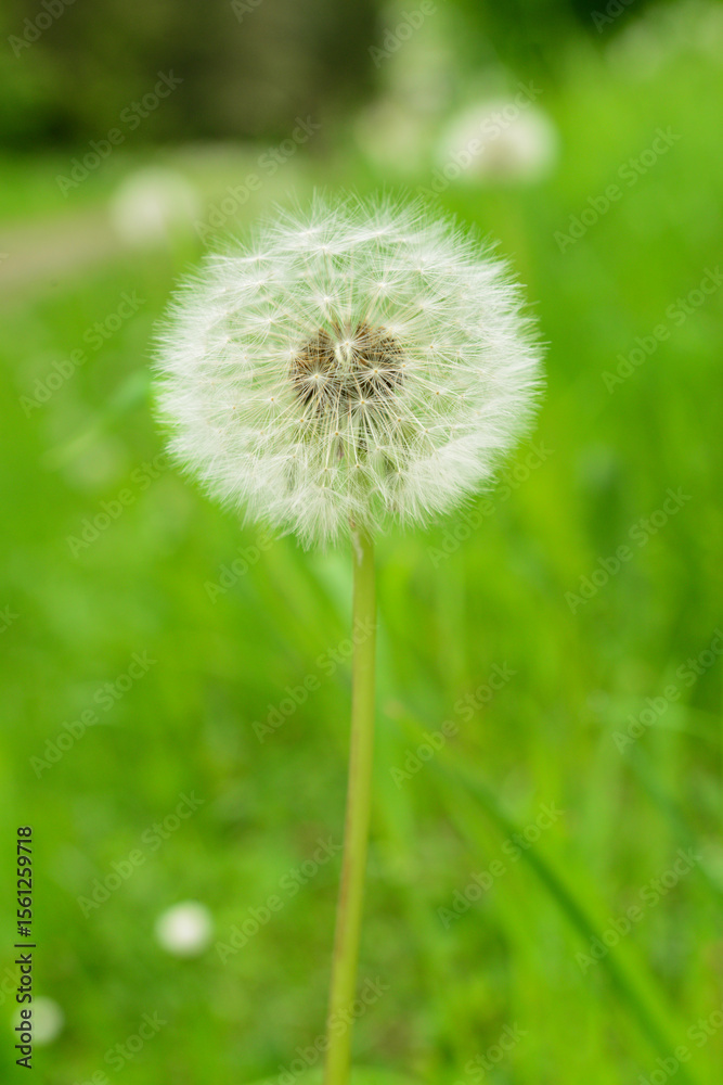 Fototapeta premium White dandelion flower growing in green grass, closeup