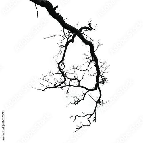 Silhouette of bare tree with branches isolated on white. Black and white vector illustration
