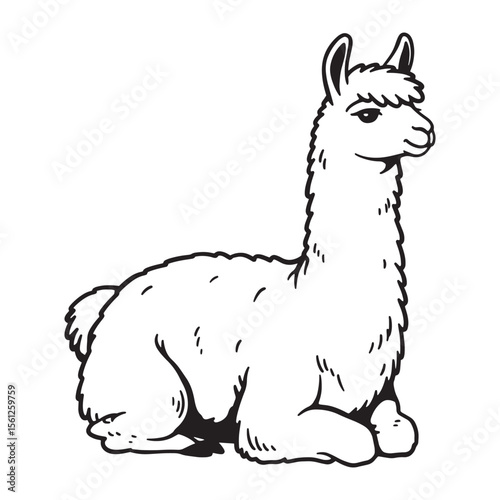 Adorable llama in black and white resting position animal illustration isolated on white