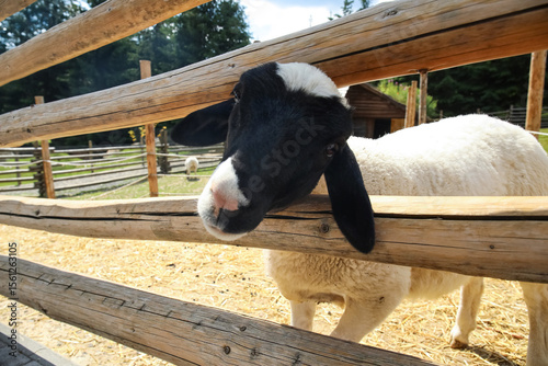 Cute sheep on farm, closeup