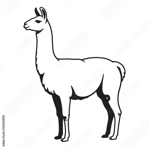 Simple and stylish black and white line art illustration of a standing llama