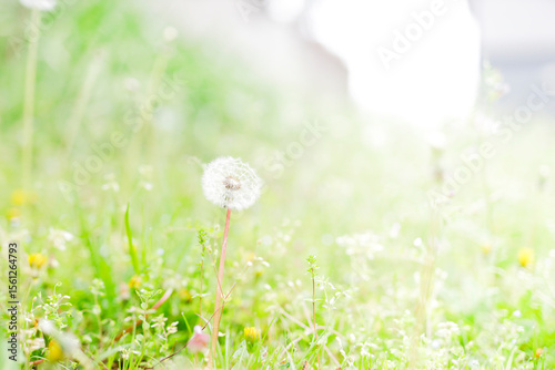 Tableau sur toile Dandelion Seed Head in a Bright Spring Meadow