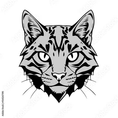 Fierce Gaze of the Wildcat