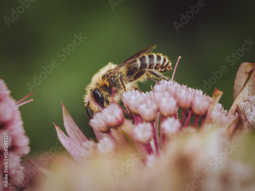A sedulous bee feeding on a Astrantia flower