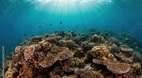 Vibrant coral reef ecosystem teeming with marine life under a sunlit ocean surface