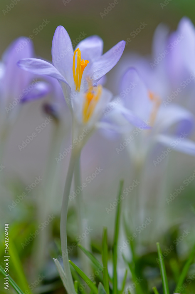 Fototapeta premium Krokus,