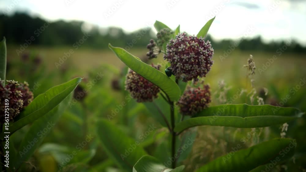 Milkweed plant with pink flowers and bug on it