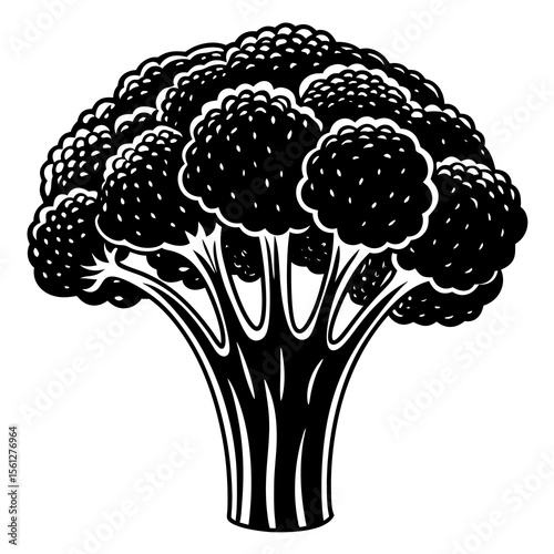 cauliflower isolated on white