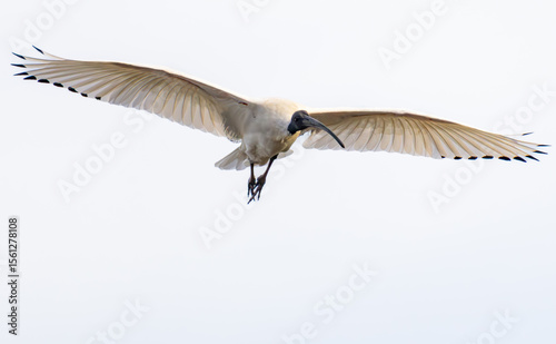 Australian Ibis