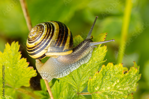 white-lipped snail or garden banded snail, Cepaea hortensis
