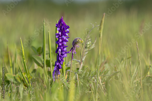 Vetch (Vicia sp.) blooming purple