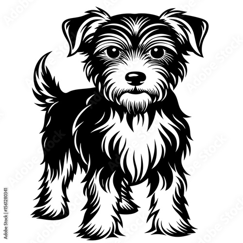 black and white dog