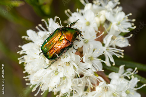rose chafer or the green rose chafer, cetonia aurata, beetle on marsh rosemary flowers