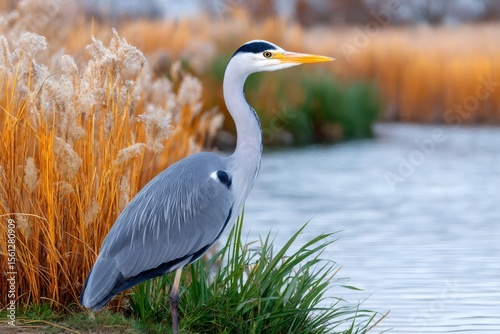 Quadro su tela Grey heron standing near lake and looking for fish