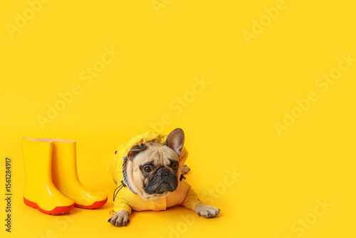 Cute French bulldog in rain...