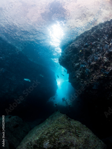 Wallpaper Mural marine life and coral in Mexico ocean Torontodigital.ca