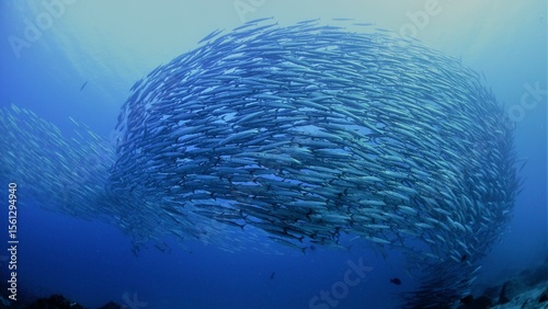 Barracuda schooling in Mexico ocean