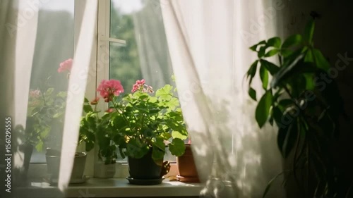 Sunlit Windowsill: A Tranquil Scene of Houseplants Basking in Morning Light