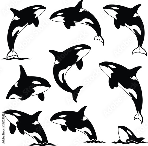 Vector silhouette collection of orcas (killer whales) in different majestic poses..