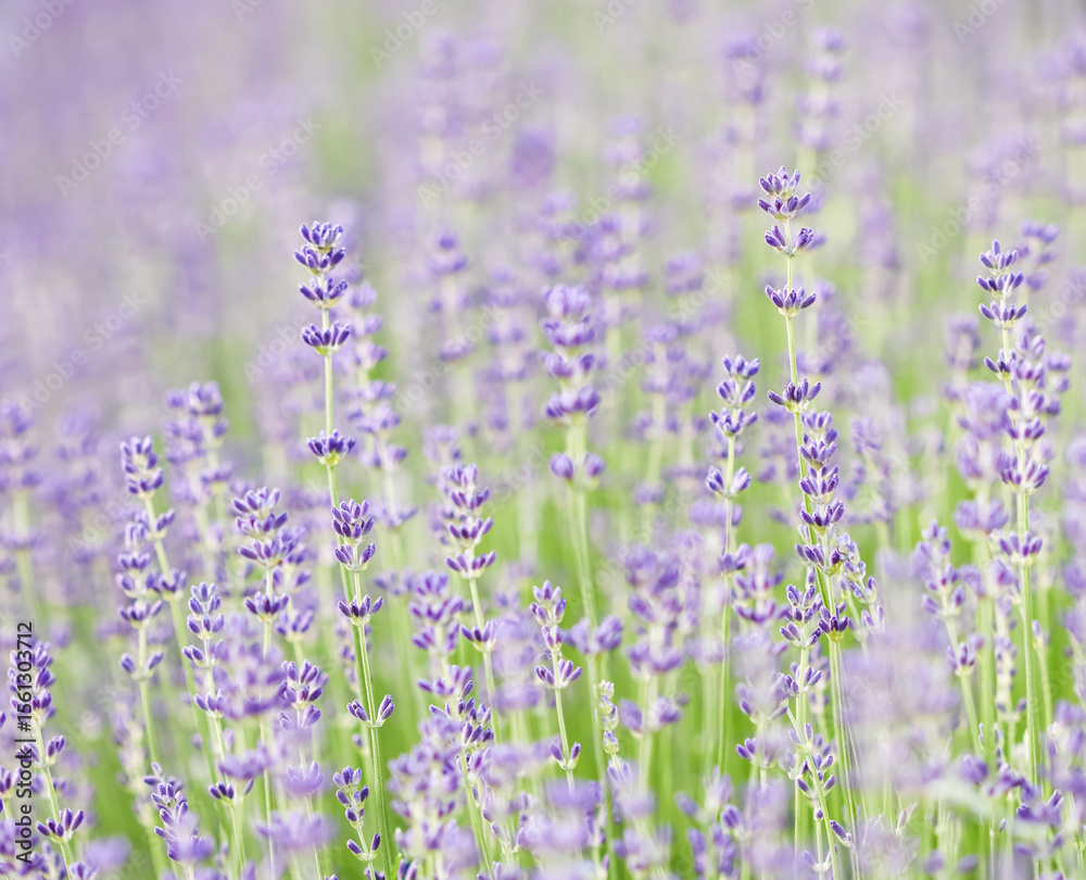 Obraz premium Lavender flowers blooming in the garden with blurred background.
