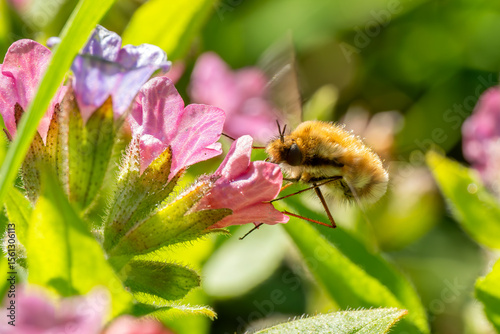 Wallpaper Mural Greater Bee Fly - Bombylius major, beautiful parasitic bee mimic fly native to European meadows and forests, Zlin, Czech Republic. Torontodigital.ca