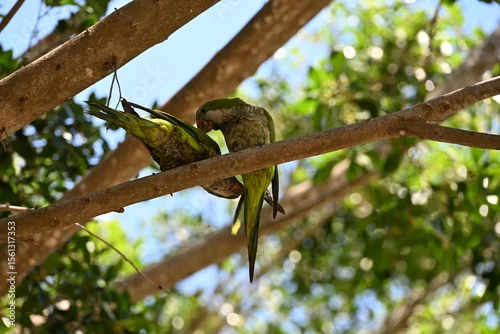 Obraz zielona papuga papugi siedzi na drzewie wśród liści