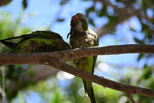 Obraz zielona papuga papugi siedzi na drzewie wśród liści