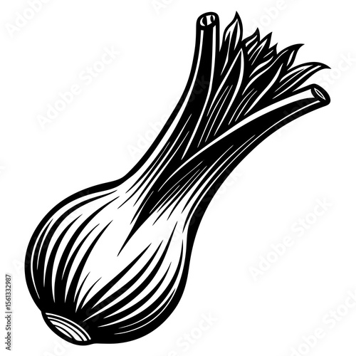 onion isolated on white
