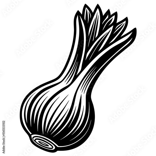onion on a white background