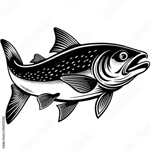 fish on a white background