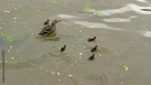 Duck and ducklings