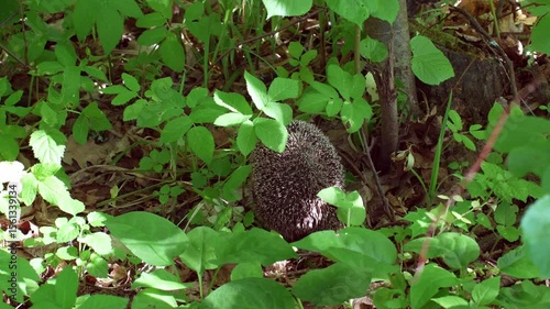 A wild hedgehog slowly moving through green grass in a forest clearing, surrounded by natural vegetation.