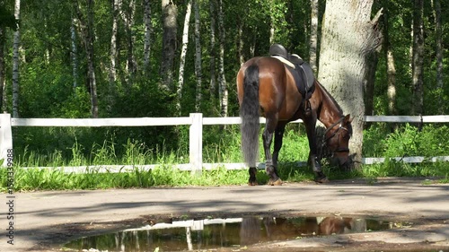 A brown horse with saddle grazing near a tree and occasionally looking at the camera, surrounded by green forest and a white wooden fence on a sunny day.