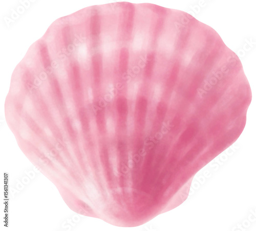 seashell isolated on white