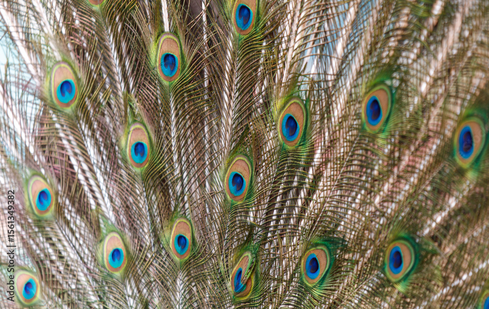 Obraz premium A close up of a peacock's feathers, showcasing the intricate