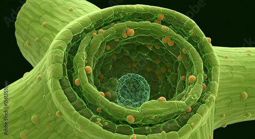 Angular Collenchyma Tissue in Celery Petiole Cross-Section photo