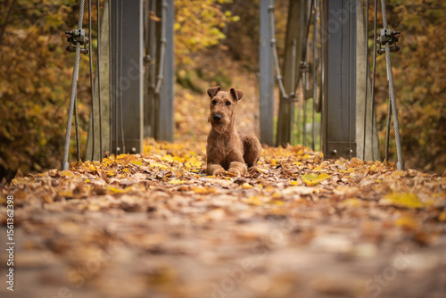 Canvastavla Irish terrier dog lies on the bridge with yellow leaves