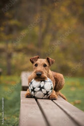 Photography Irish terrier with soccer ball
