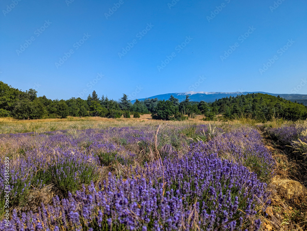 Naklejka premium Southern French panoramic landscape with lavender field. In the background the barren peak of Mont Ventoux (1909 m), a dominant mountain in the French Provence