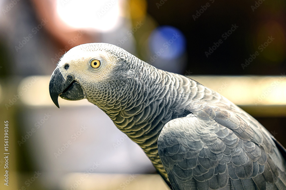 Fototapeta premium Close-up of an african gray parrot in natural light displaying intricate feather patterns and curious expression in a tropical environment