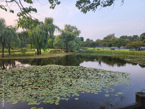Фотография Lilypond of a Park, Seoul, South Korea