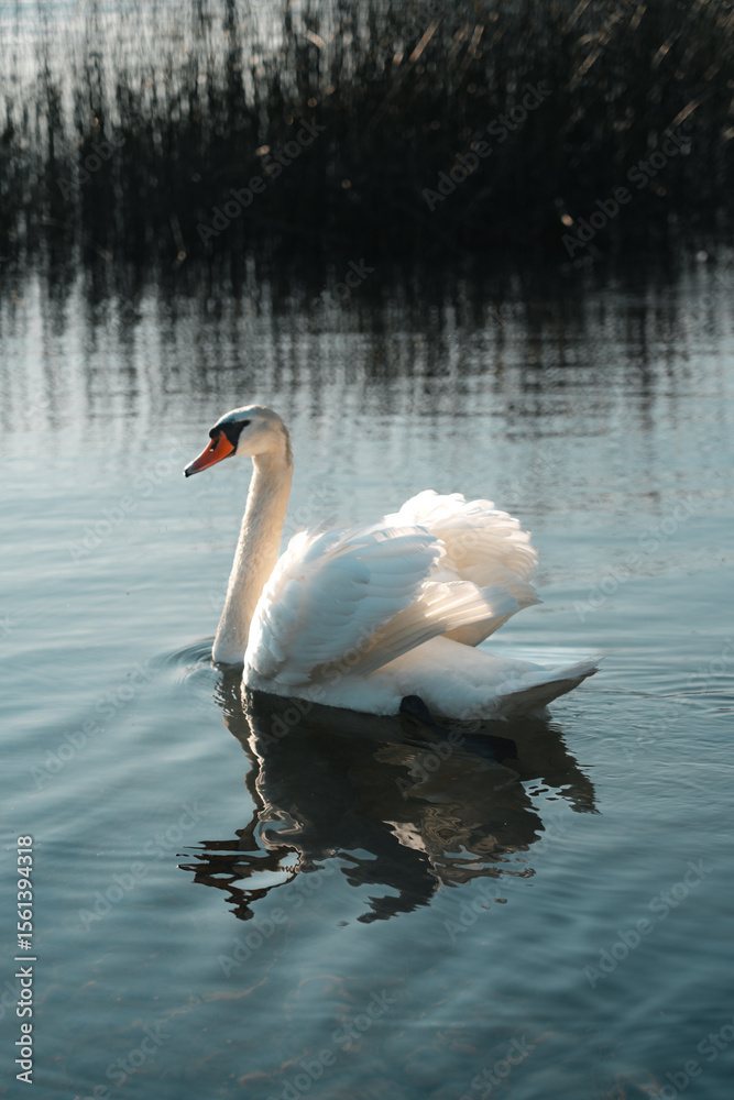 Naklejka premium swan on the lake
