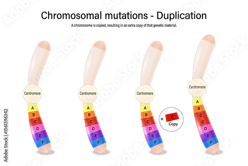 Duplication. Chromosomal mutations. Various genetic disorders. Alteration of chromosome structure. Vector used for scientific and medical education. 