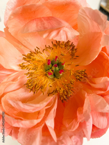 Peach Peony Close-Up