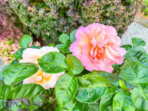 Pink Rose with Water Droplets