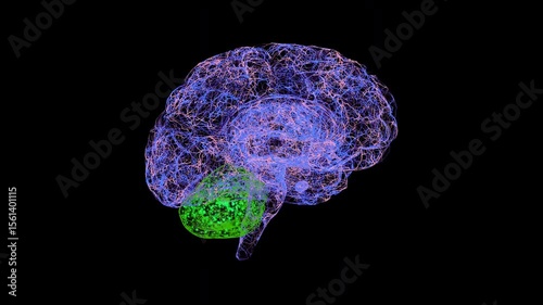 Neural activity in the cerebellum, conceptual animation