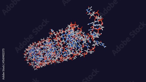 MicroRNA precursor molecule, animation
