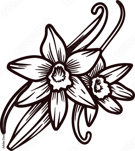 Hand drawn vanilla orchid flowers with leaves isolated on white background botanical line art illustration
