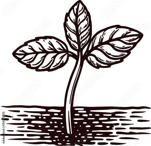 Young sprouting plant with two leaves growing from soil hand drawn vintage botanical illustration